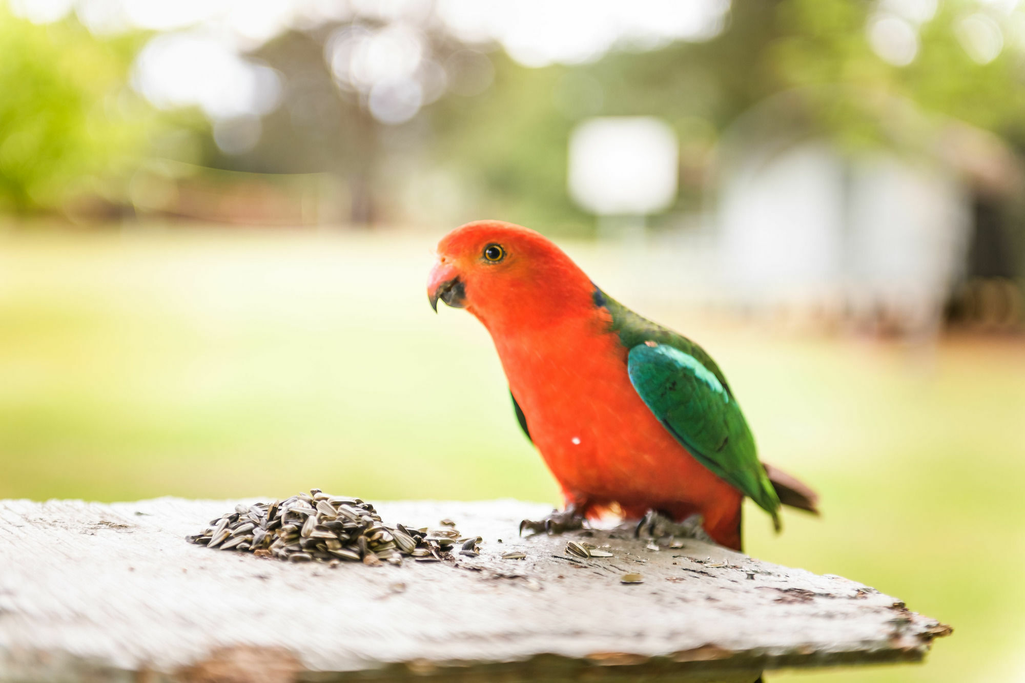Federation Gardens & Possums Hideaway Villa Blackheath Buitenkant foto